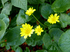 Ficaria verna ficariiformis
