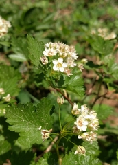 Physocarpus monogynus