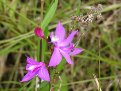 Calopogon tuberosus tuberosus