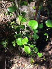 Apodytes dimidiata dimidiata
