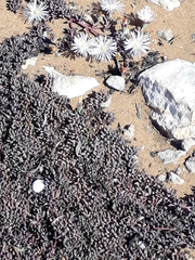 Mesembryanthemum canaliculatum