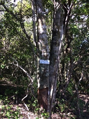 Apodytes dimidiata dimidiata