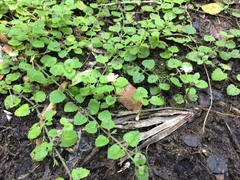 Chaenostoma cordatum