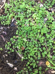 Chaenostoma cordatum