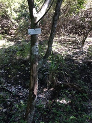 Mystroxylon aethiopicum