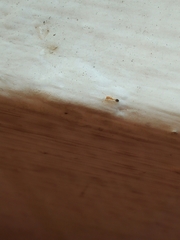 Monomorium pharaonis