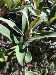 Tarchonanthus littoralis