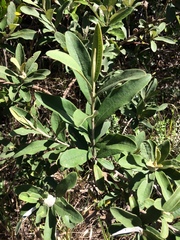 Tarchonanthus littoralis
