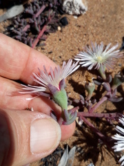 Mesembryanthemum canaliculatum