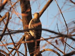 Melanerpes aurifrons