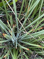 Aciphylla squarrosa squarrosa