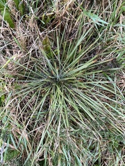 Aciphylla squarrosa squarrosa