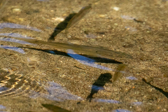 Richardsonius balteatus