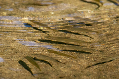 Richardsonius balteatus