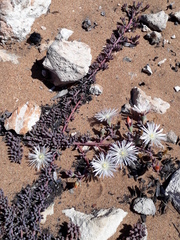 Mesembryanthemum canaliculatum