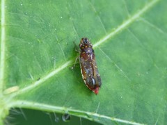 Paraulacizes thunbergi