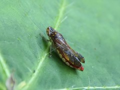 Paraulacizes thunbergi