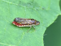 Paraulacizes thunbergi