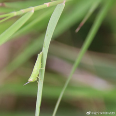 Pseudoxya diminuta