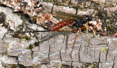 Dolichomitus irritator