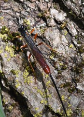 Dolichomitus irritator