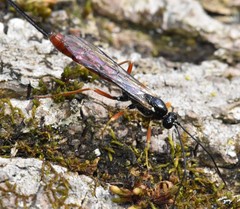 Dolichomitus irritator