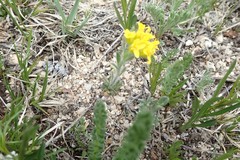 Draba streptocarpa