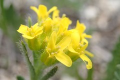 Draba streptocarpa
