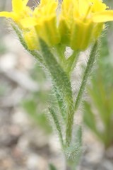Draba streptocarpa