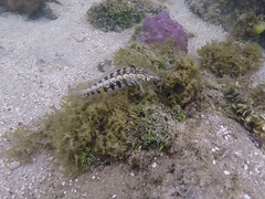 Parapercis australis