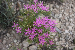 Zeltnera beyrichii