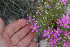 Zeltnera beyrichii