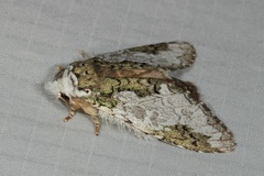 Syntypistis comatus