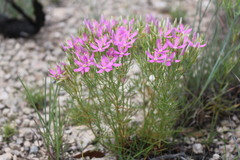 Zeltnera beyrichii