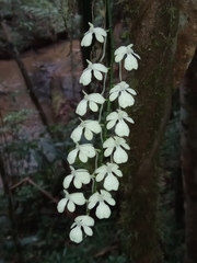 Aerangis citrata