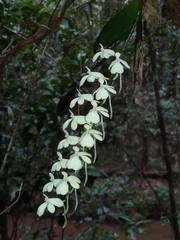 Aerangis citrata