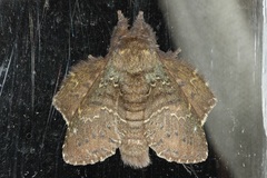 Stauropus major