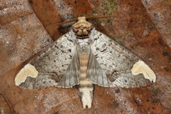 Phalera grotei