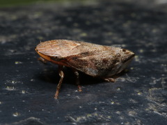 Clovia