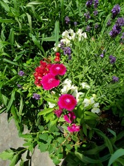 Dianthus chinensis × barbatus