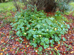 Ficaria verna ficariiformis