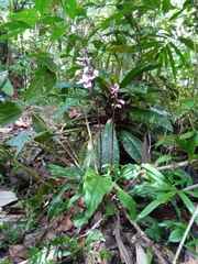 Calanthe madagascariensis