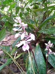 Calanthe madagascariensis
