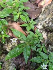 Argostemma verticillatum