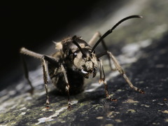 Polyrhachis illaudata