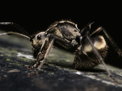 Polyrhachis illaudata