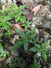 Argostemma verticillatum