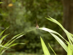 Rapala varuna formosana