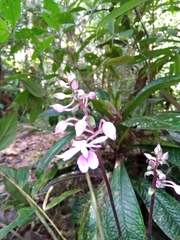Calanthe madagascariensis