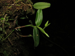 Epidendrum geminiflorum